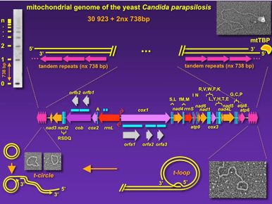 Jozef Nosek lab image