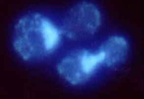 Laboratory image
